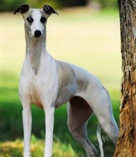 麦季猎兔 格力犬 灵缇犬 惠比特犬 撵兔子 叼野鸡 黑白全活 明茂