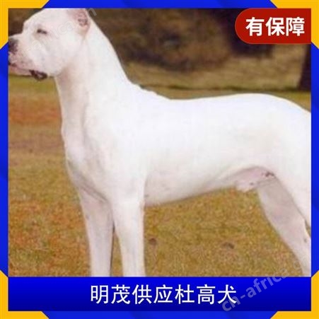 明茂供应杜高犬 公母均有 体重20kg 毛色白色 胸围25cm