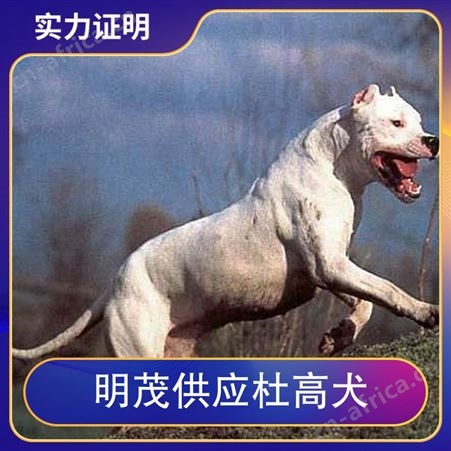 明茂供应杜高犬 公母均有 体重20kg 毛色白色 胸围25cm