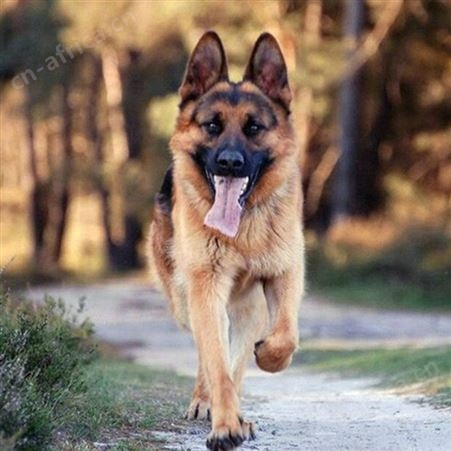 散养德国牧羊犬 双血统萌犬幼崽 适应能力强 体型匀称 明茂