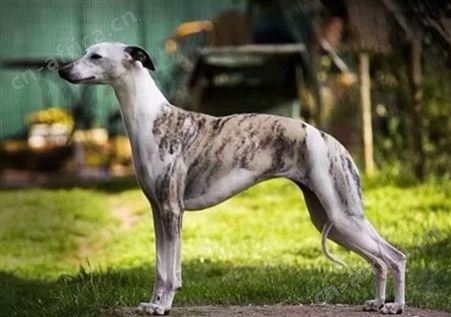 麦季猎兔 格力犬 灵缇犬 惠比特犬 撵兔子 叼野鸡 黑白全活 明茂