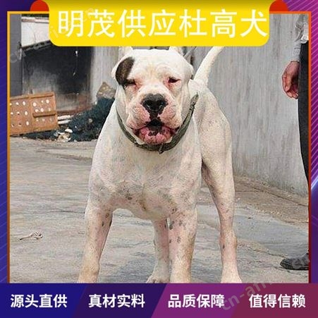 明茂供应杜高犬 公母均有 体重20kg 毛色白色 胸围25cm