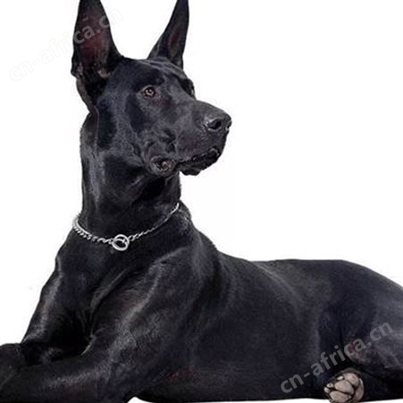 供应成年黑狼犬 别墅院落守护犬 抗病能力强 体格健壮