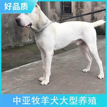 中亚牧羊犬大型养殖 规格幼崽 数量999 颜色白色