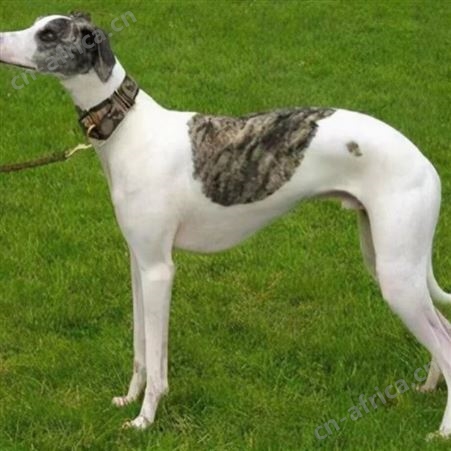 麦季猎兔 格力犬 灵缇犬 惠比特犬 撵兔子 叼野鸡 黑白全活 明茂