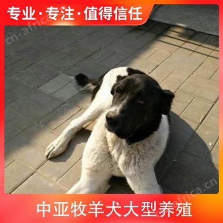 中亚牧羊犬大型养殖 规格幼崽 数量999 颜色白色