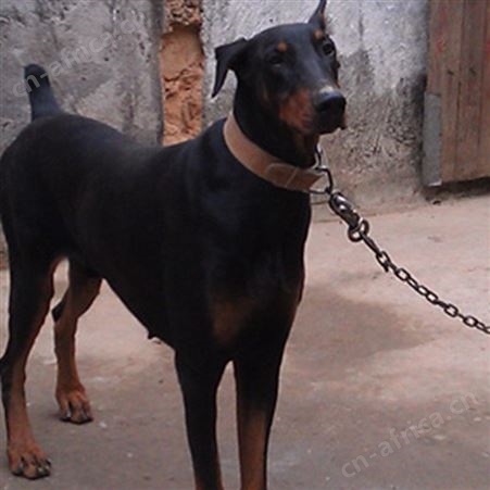 自然散养大骨架杜宾犬 工作犬 适应能力强 体型匀称 生长快