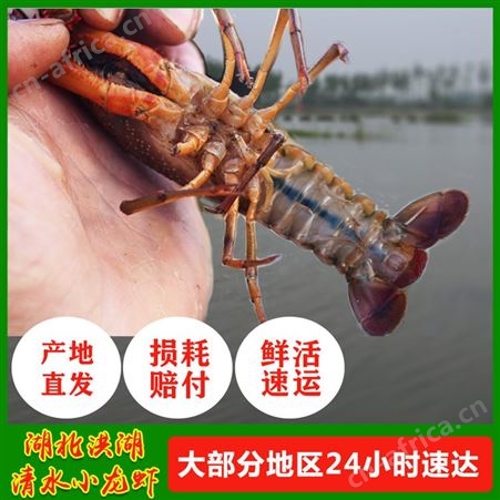 456钱小龙虾产地货源中青洪湖小龙虾鲜活稻田养殖潜江中红虾