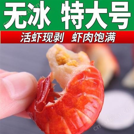 虾尾大号无冰小龙虾小龙虾鲜活去头1斤3斤5斤商用