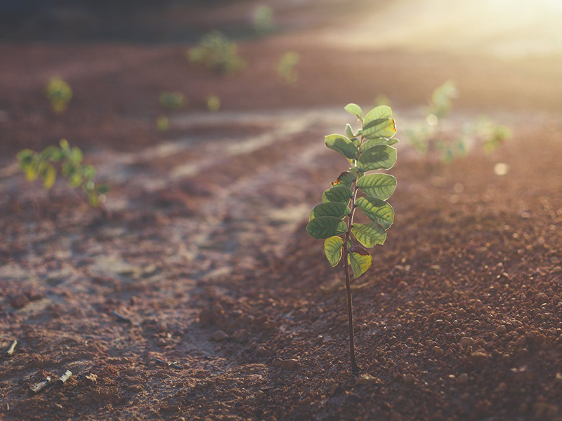 土壤养分检测仪