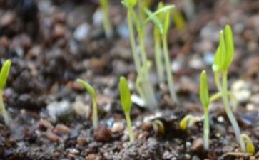 种子萌发的条件-低场核磁共振法探究