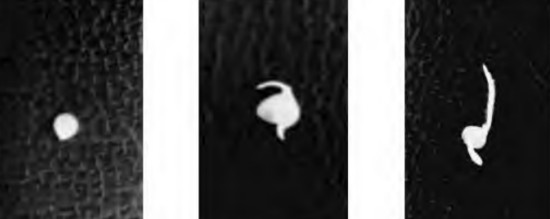 种子萌发的条件-低场核磁共振法探究