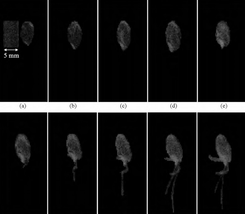 种子萌发的条件-低场核磁共振法探究
